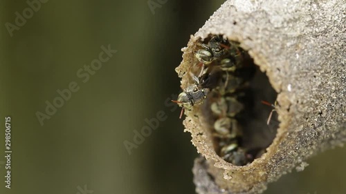 Melipona, native stingless bees of Mexico photo