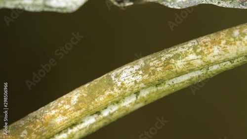 Traffic of golden ants Camponotus sericeiventris on a branch photo