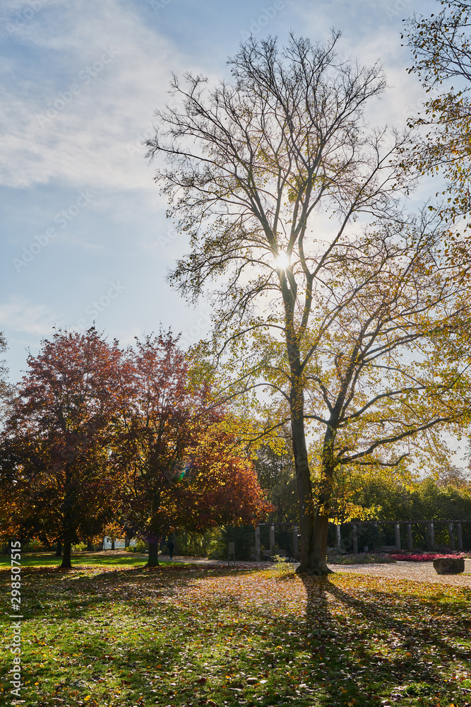 Herbstliches Panorama mit heller Sonne, die durch die Bäume scheint in Berlin im Treptower Park und Alt Stralau
