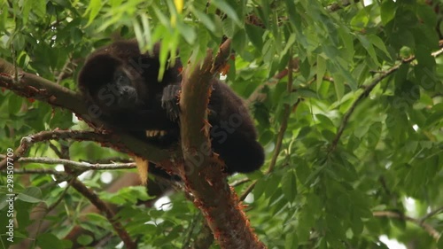 Mexican howler monkey (Alouatta palliata mexicana) photo