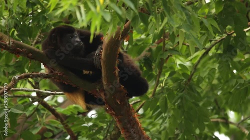 Mexican howler monkey (Alouatta palliata mexicana) photo