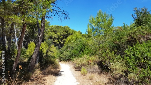 path in the forest