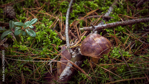 Mushroom growing in the autumn forest