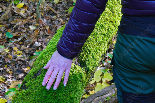 Close up of woman touching a fallen moss covered tree in autumn forest. Nature or eco therapy concept. photo