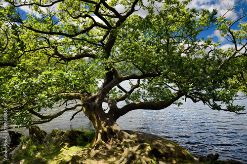 Twisted trunk branches and roots of an Oak tree on the shore of Rydal Water lake River Rothay in Rydal Lake District National Park England