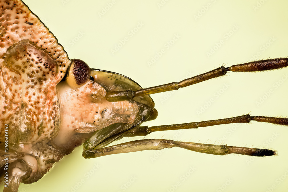 Macro portrait of Green Shield Bug or Green Shieldbug. His Latin name is Palomena prasina. Macro portrait of Green Shield Bug or Green Shieldbug. His Latin name is Palomena prasina.