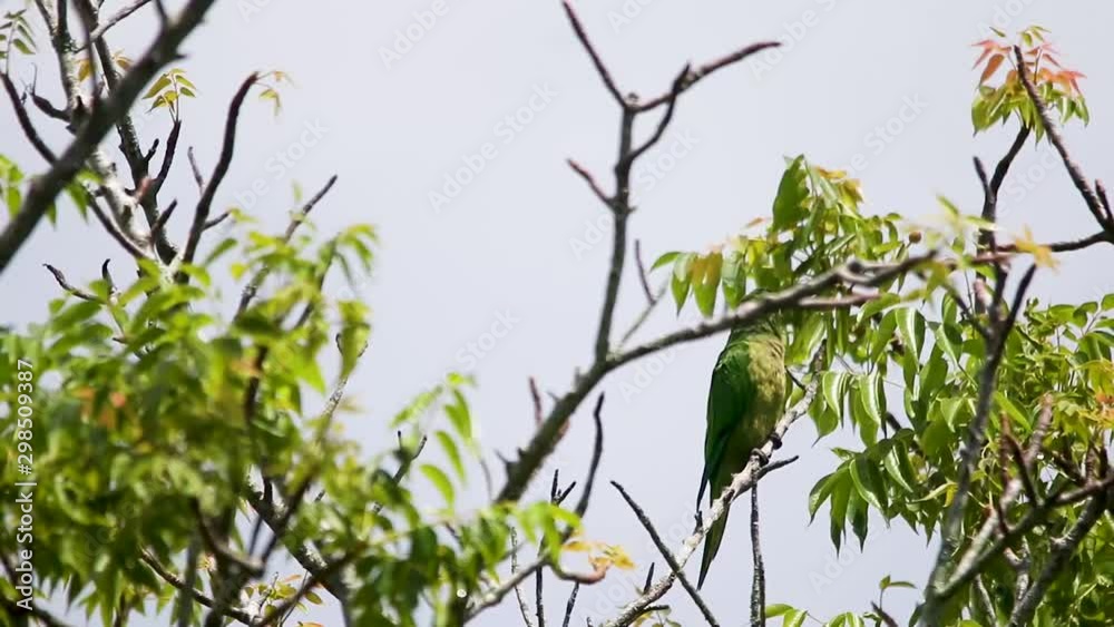 Olive-throated parakeet in Veracruz Mexico Olive-throated parakeet in Veracruz Mexico