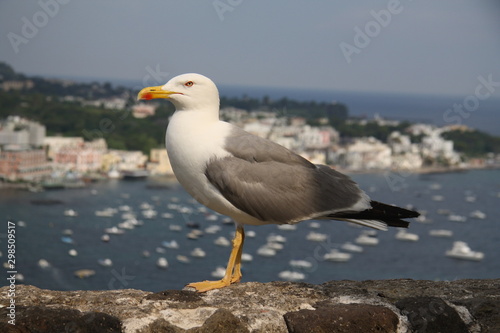 Seagull with the town of Ischia Porto in the background. Island of Ischia   Italy 