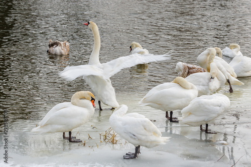 Group of white swans resting on the icy shore of river in winter day
