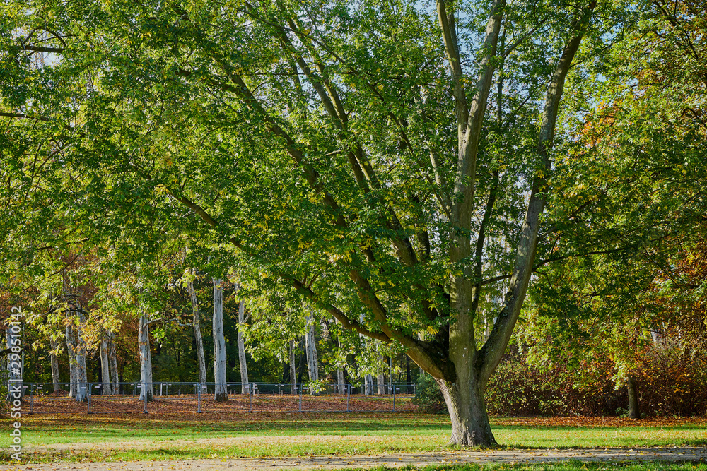 Herbstliches Panorama mit heller Sonne, die durch die Bäume scheint in Berlin im Treptower Park und Alt Stralau Herbstliches Panorama mit heller Sonne, die durch die Bäume scheint in Berlin im Treptower Park und Alt Stralau