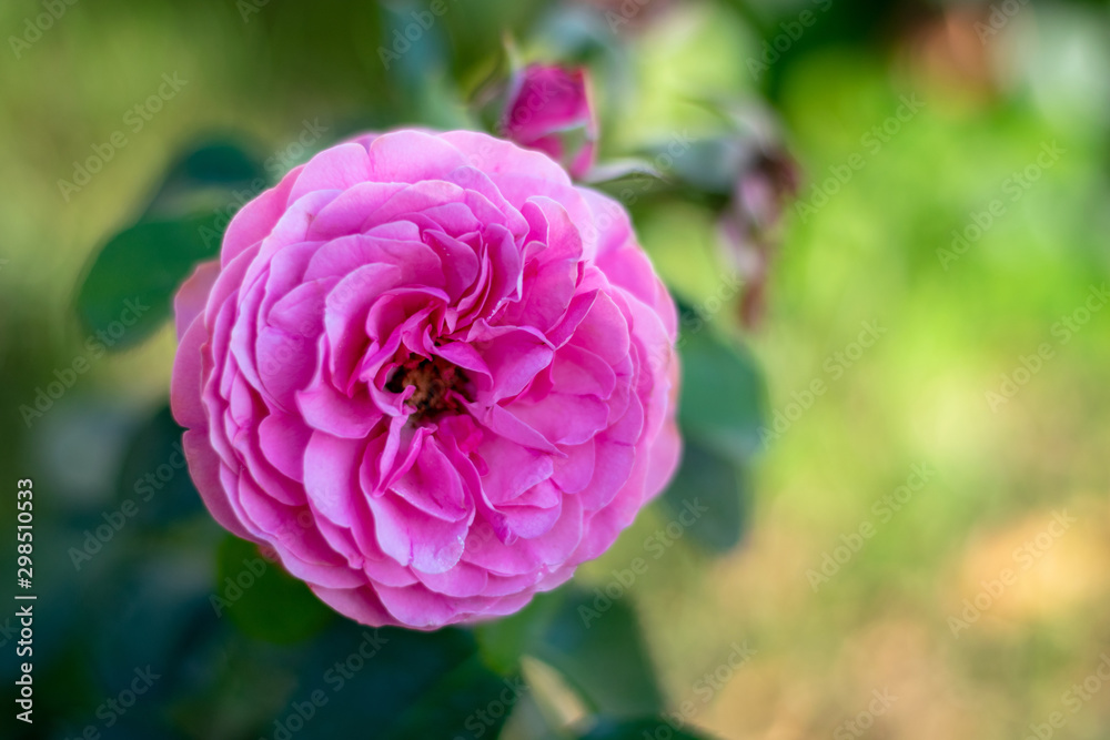 Pink rose flower close-up 1