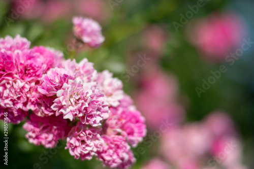 Pink rose flowers close-up 2