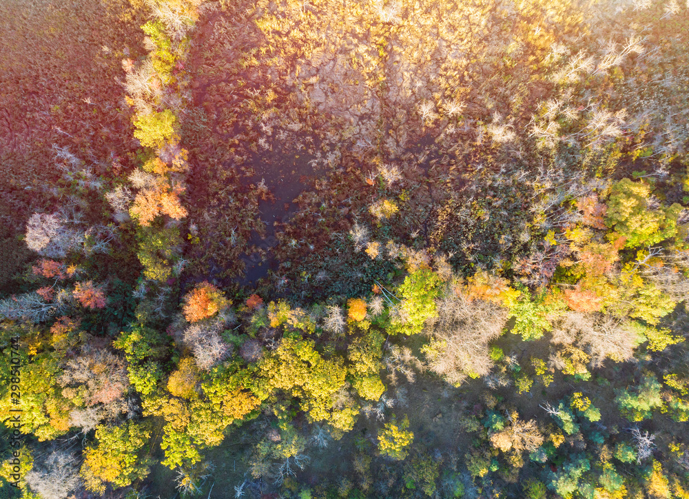 Beautiful autumn forest with yellow and red trees aerial top view.