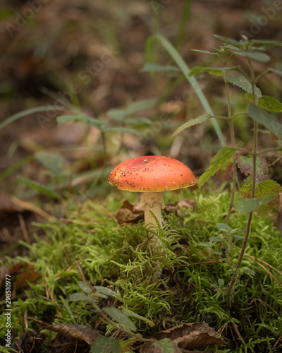 Fliegenpilz