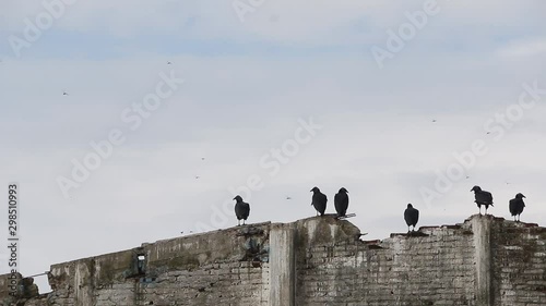 Black vultures socializing and migrating dragonflies