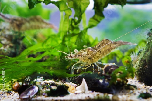 cute and funny Baltic prawn, Palaemon adspersus, saltwater decapod crustacean in dense green Ulva algae search for food with its periopods and antennas, Black Sea marine biotope aquadesign photo