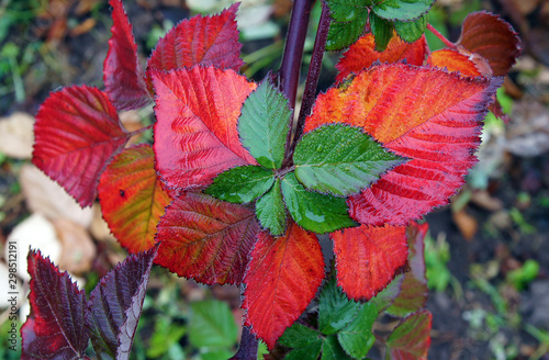Wet colored leaves of Rubus fruticosus