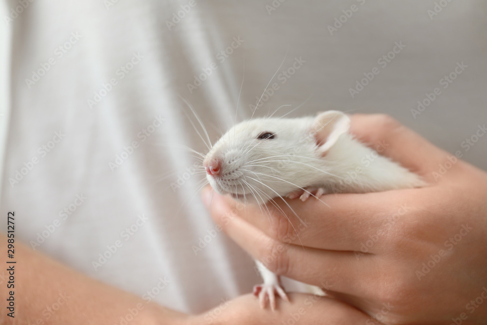 Young woman holding cute small rat, closeup Young woman holding cute small rat, closeup