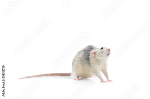 Cute rat on white background. Small rodent