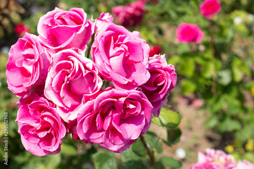 bouquet of pink roses in the garden on green leaves background