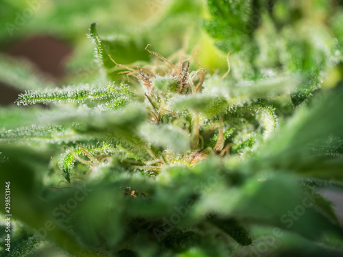Cannabis Plant Flower HDR