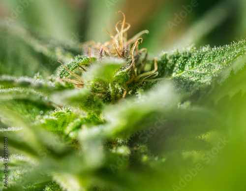 Cannabis Plant Flower HDR © deejaymd
