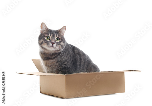 Fototapeta Naklejka Na Ścianę i Meble -  Cute grey tabby cat sitting in cardboard box on white background