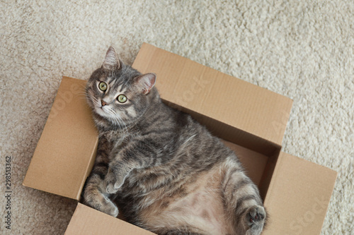 Cute grey tabby cat in cardboard box on floor at home, top view