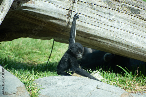 Siamang Primate Baby photo