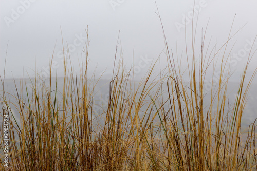 Yellow grass on mountain with heavy fog in morning autumn season