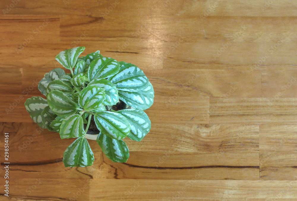 Small green leaf plant pot decorating on wood table background. Small green leaf plant pot decorating on wood table background.
