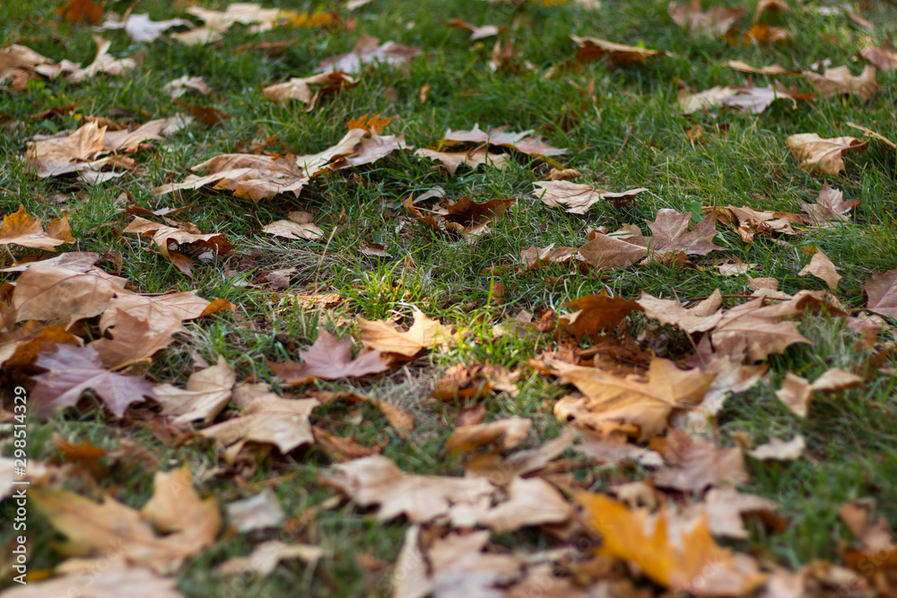 Fallen yellow leaves on the green grass. Autumn background.