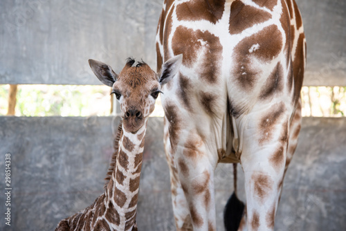 Photography Baby giraffe is giving birth on the land