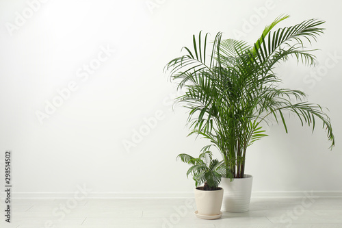 Tropical plants with lush leaves on floor near white wall. Space for text