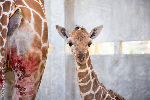 Baby giraffe is giving birth on the land photo