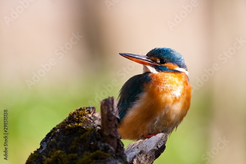 Common kingfisher in his natural habitat © Tomas Hilger