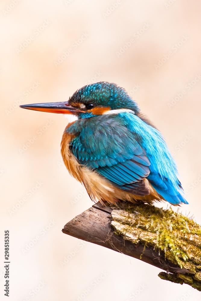Common kingfisher in his natural habitat Common kingfisher in his natural habitat