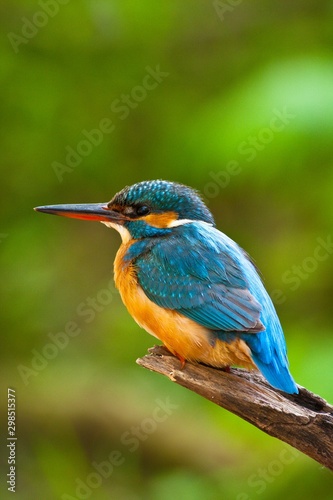 Common kingfisher in his natural habitat