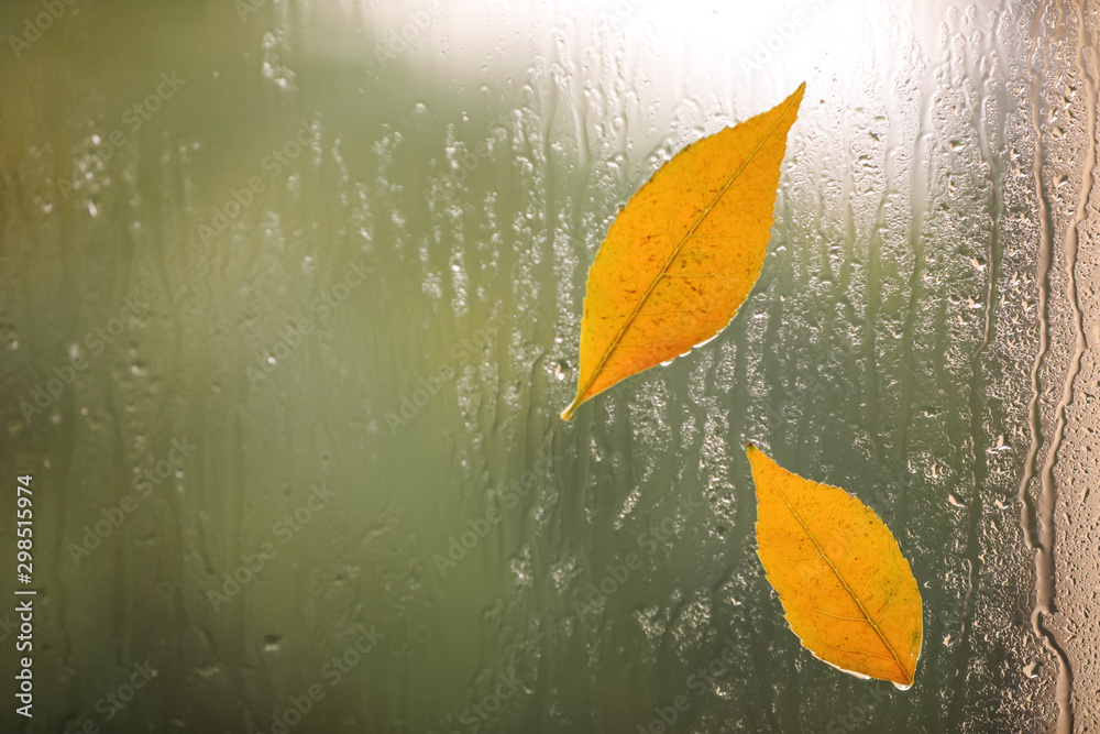 Autumn leaves on glass, space for text. Rainy weather Autumn leaves on glass, space for text. Rainy weather
