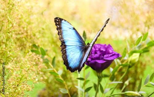 Beautiful Blue Morpho butterfly on eustoma flower outdoors