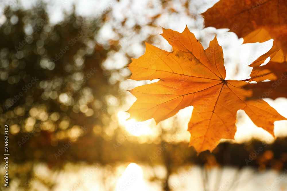 Tree branch with sunlit golden leaves in park, closeup. Autumn season Tree branch with sunlit golden leaves in park, closeup. Autumn season
