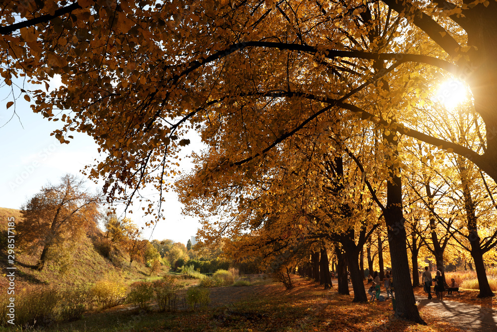 Fototapeta premium Beautiful trees with bright leaves in park. Autumn season