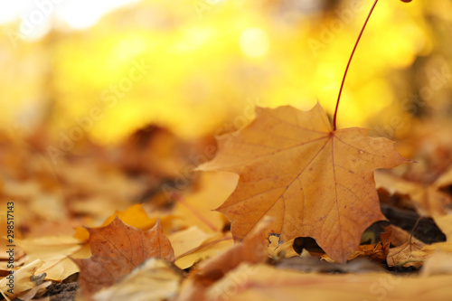 Golden leaves on ground in park  closeup. Autumn season