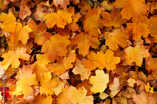Top view of colorful leaves on ground. Autumn season