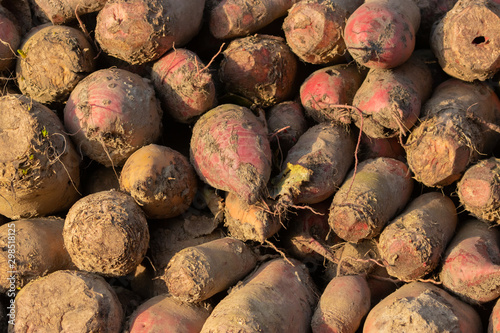 Futterrüben (Beta vulgaris) als Haufen gestapelt für Fütterung