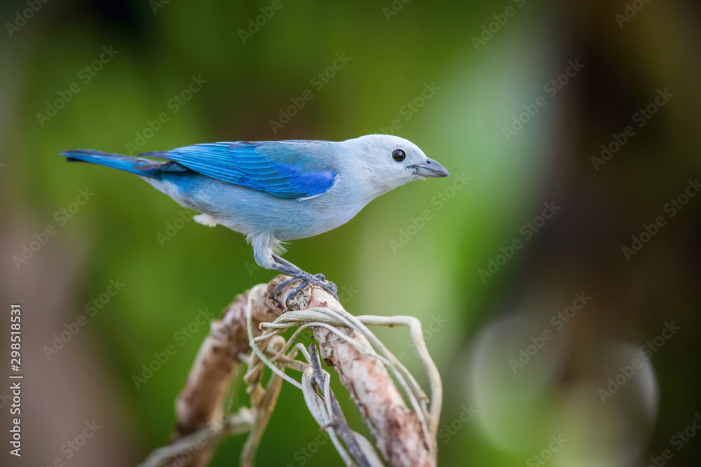 Thraupis episcopus Blue and gray Tanager perches on a tree branch in Trinidad and Tobago nature