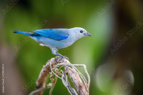 Thraupis episcopus Blue and gray Tanager perches on a tree branch in Trinidad and Tobago nature