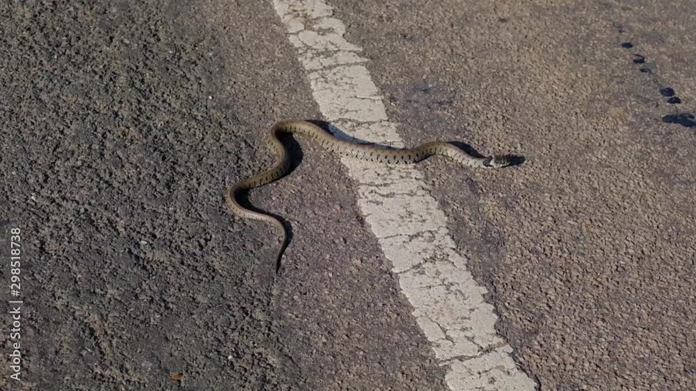 Couleuvre à collier traversant une route de campagne dans le parc naturel régional du Vexin / Natrix Natrix; Grass snake crossing a country road in the Vexin Regional Nature Park