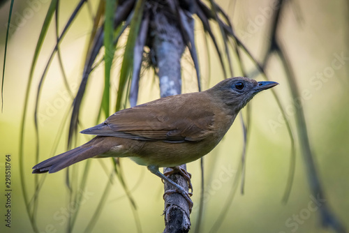 Turdus fumigatus aquilonalis, Cocoa thrush The bird is perched on the branch in nice wildlife natural environment of Trinidad and Tobago.. photo