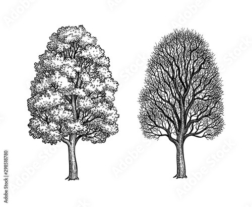 Fototapeta Naklejka Na Ścianę i Meble -  Winter and summer maple trees.